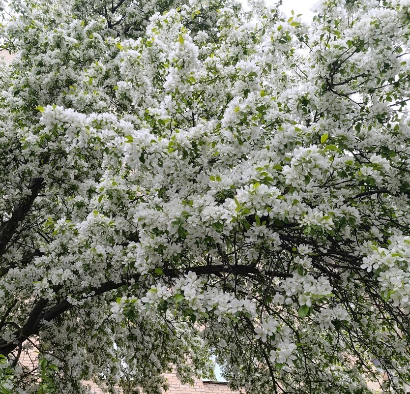 Весеннее украшение. - tatiana Весеннее украшение. - tatiana