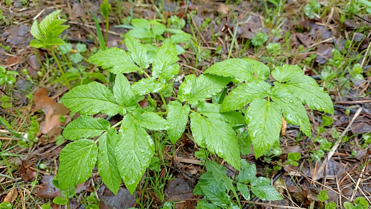 Сныть обыкновенная - Татьяна Тюменка