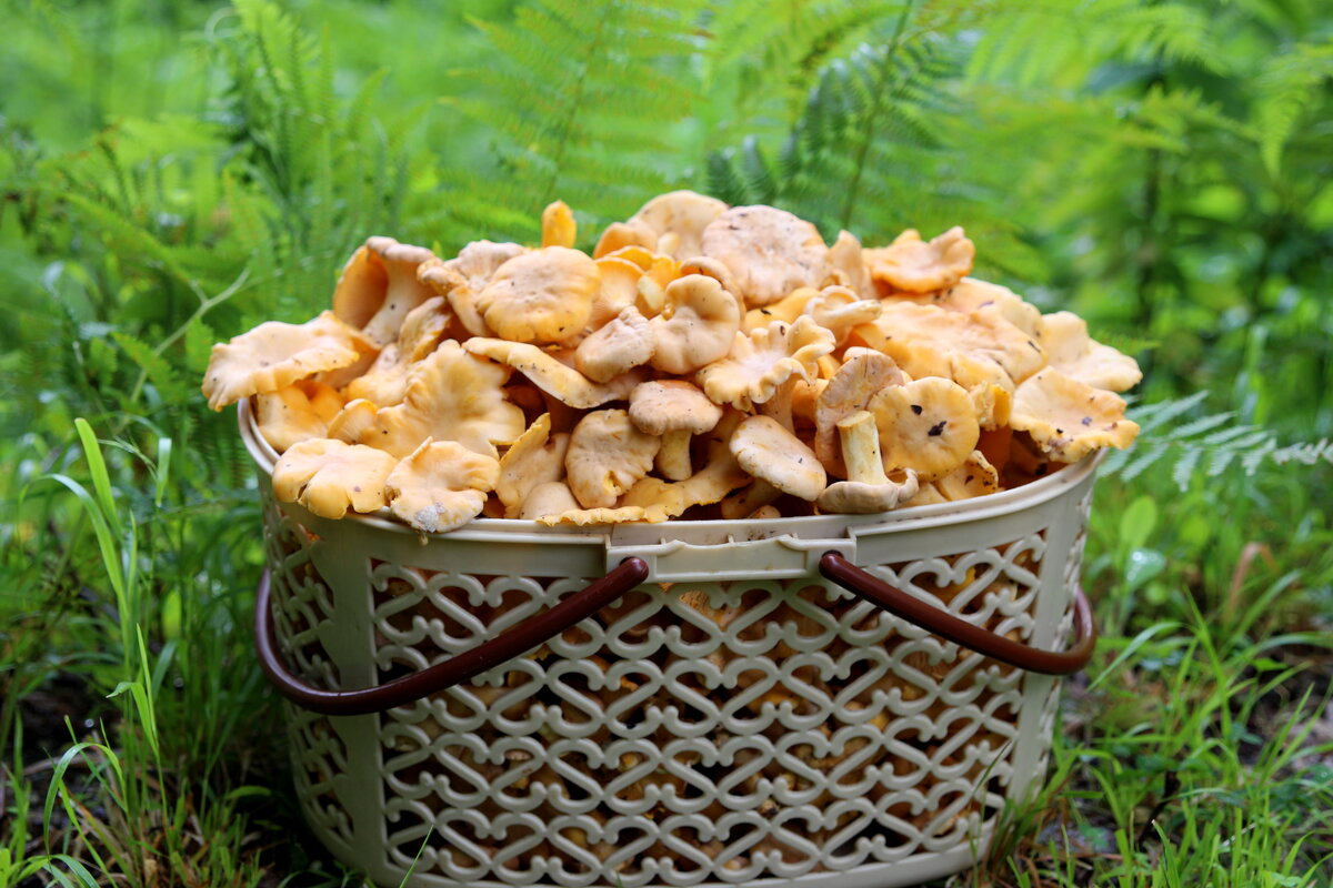 Лисички - Валерий Лисички - Валерий