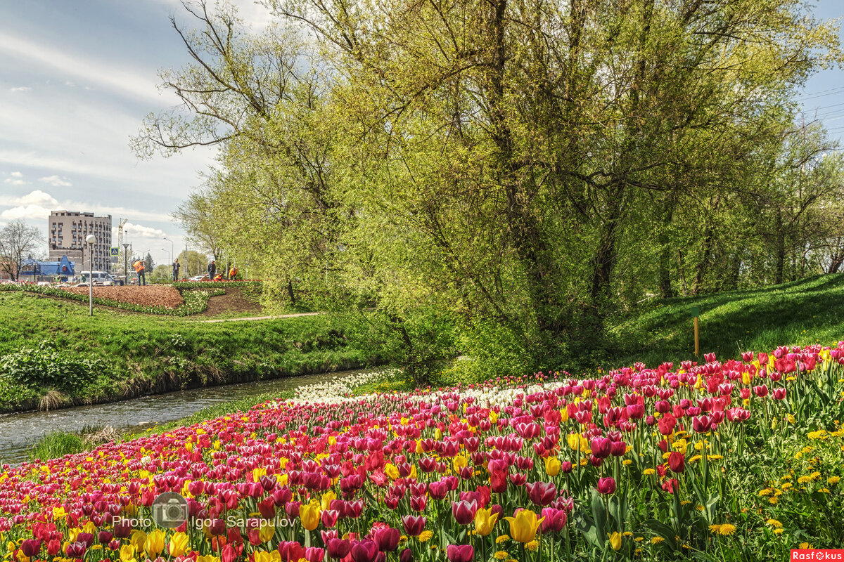 Весеннее великолепие - Игорь Сарапулов Весеннее великолепие - Игорь Сарапулов