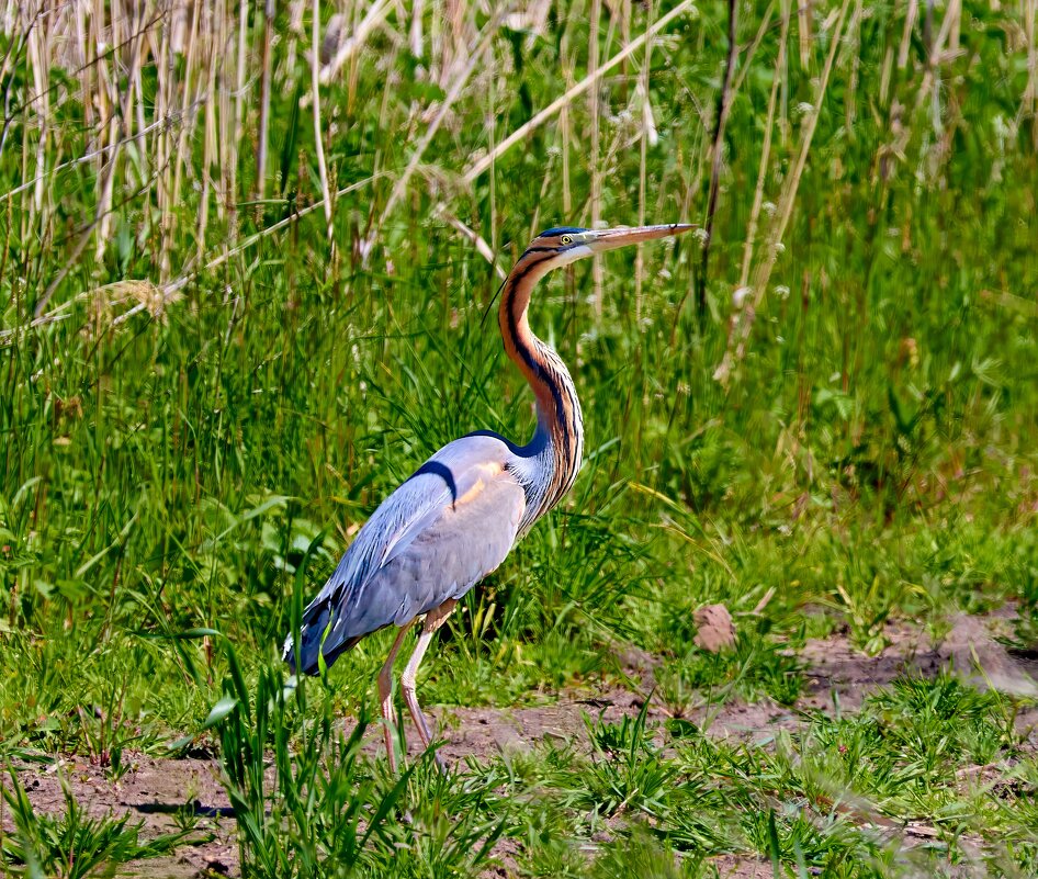 Рыжая цапля... - Александр Посошенко
