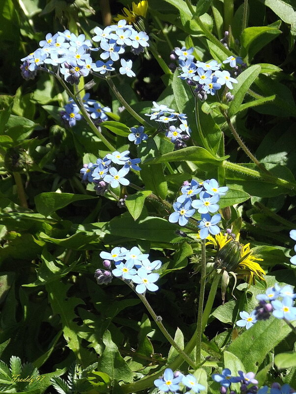 Незабудки - Freddy 97