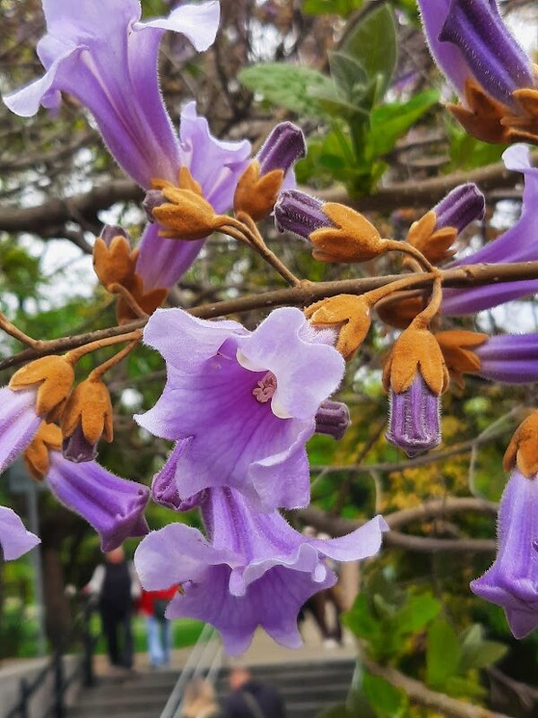 Павло́вния или Ада́мово де́рево - Tata Wolf