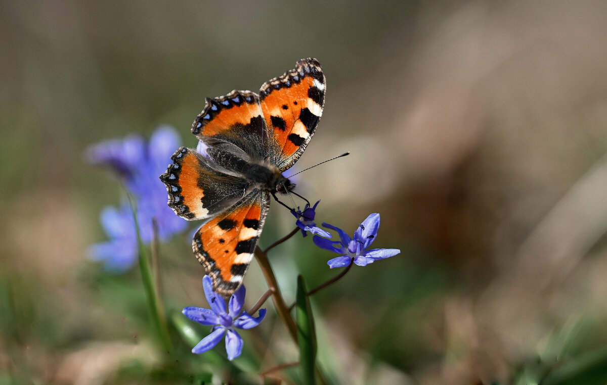 ... - Лилия . ... - Лилия .