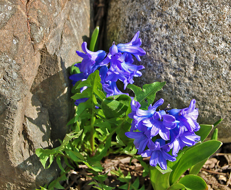 Застряли меж двух камней... - Светлана Застряли меж двух камней... - Светлана