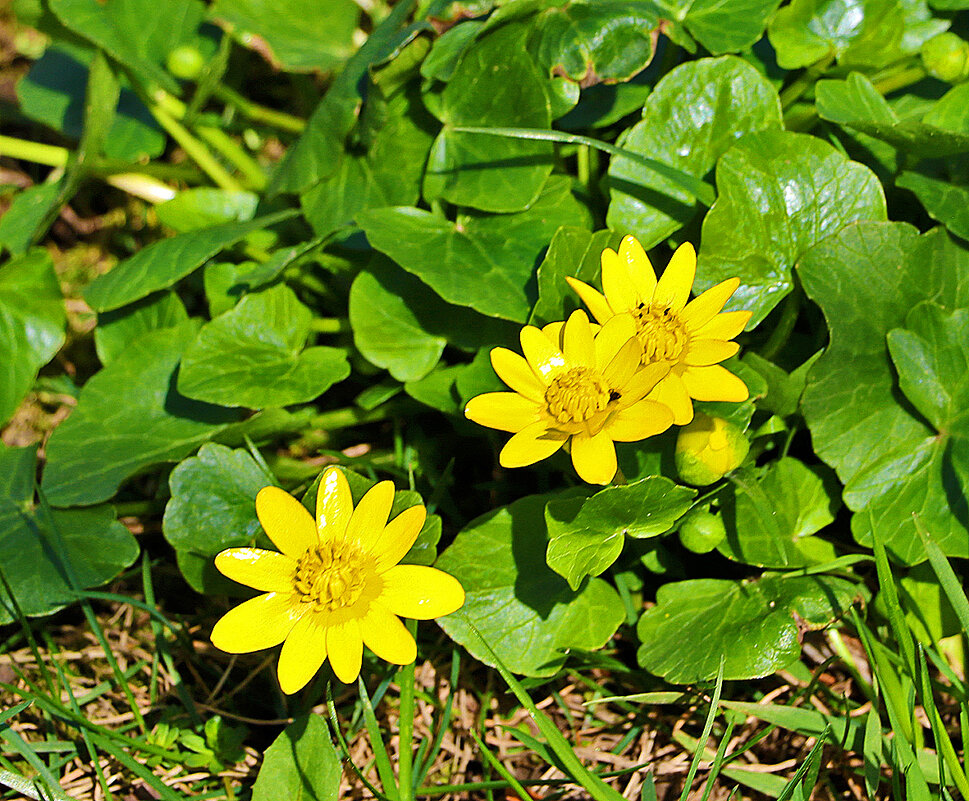 Чистяк весенний - Светлана Чистяк весенний - Светлана