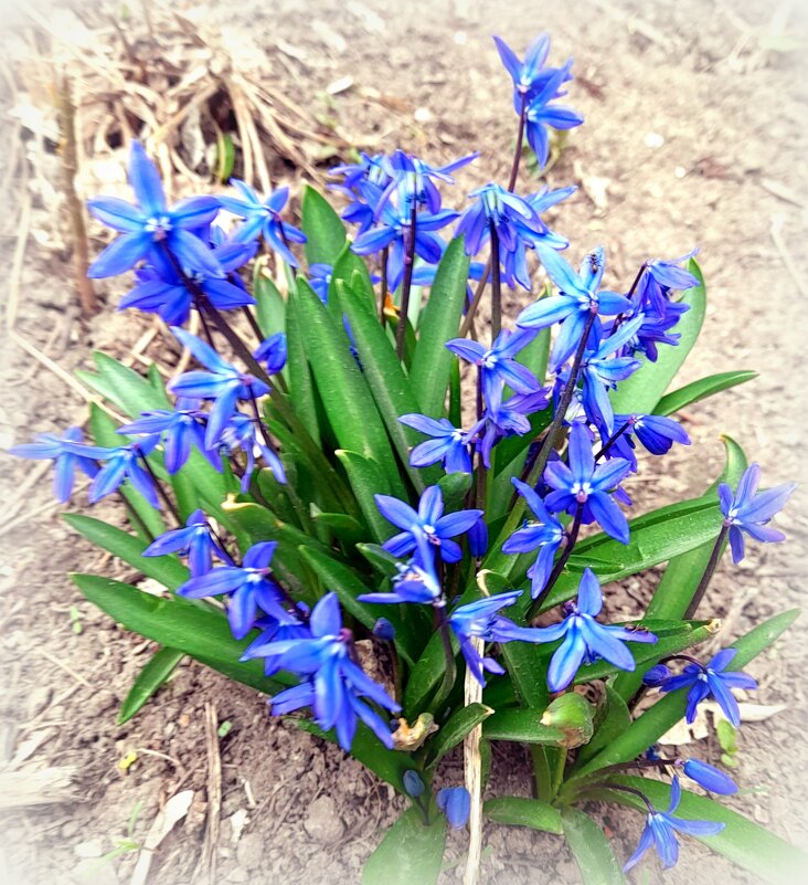 Вам букетик к Маю ! Пролеска Сцилла - Мила Бовкун