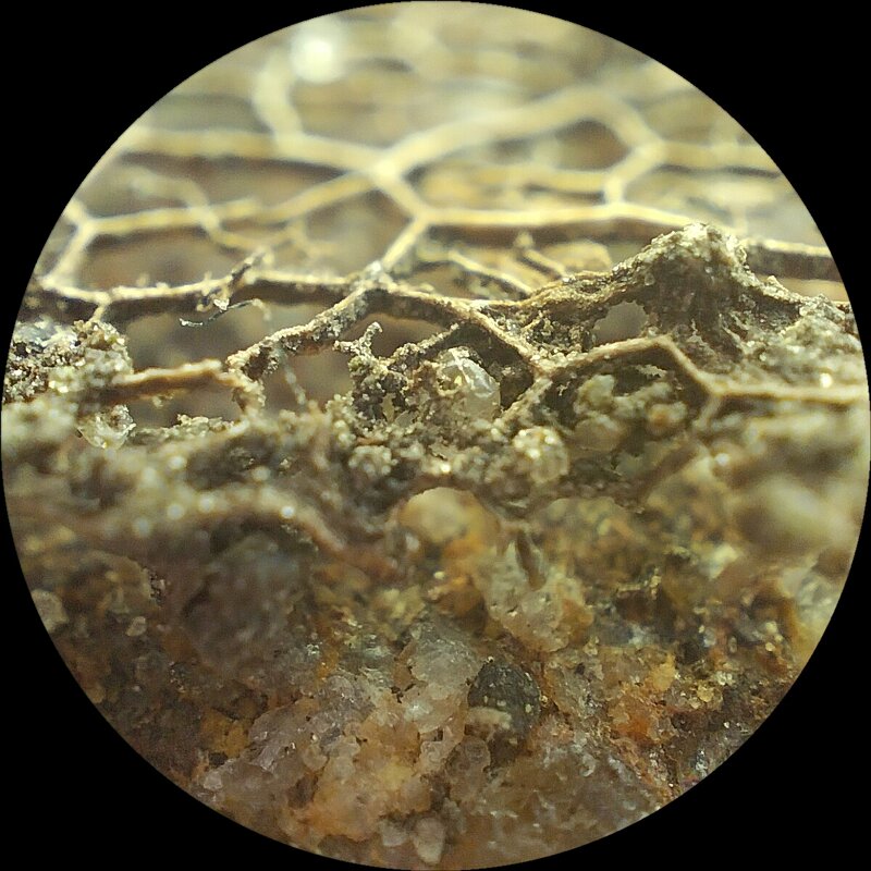 Листок и камень в макро - Марина Листок и камень в макро - Марина