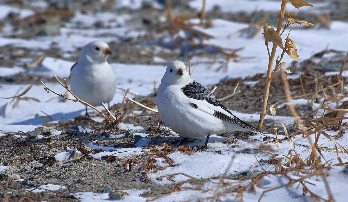 Пуночки - Игорь Шабалин