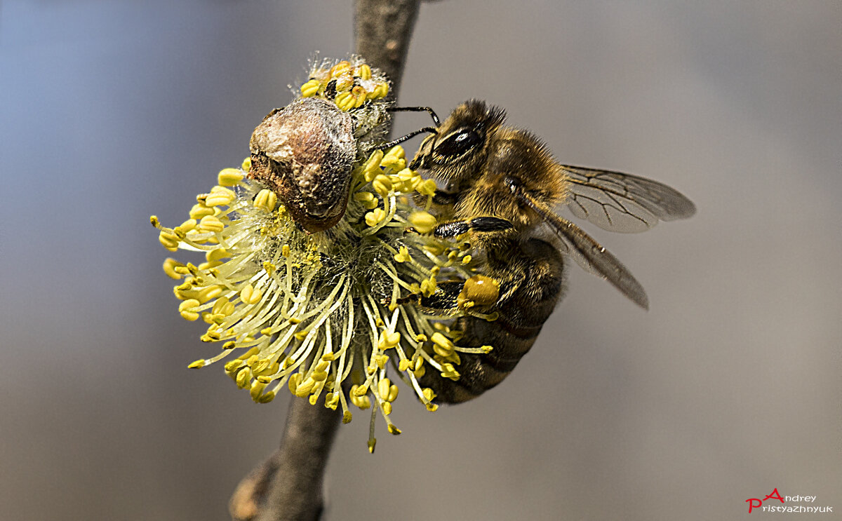 Раним утром - Андрей Пристяжнюк
