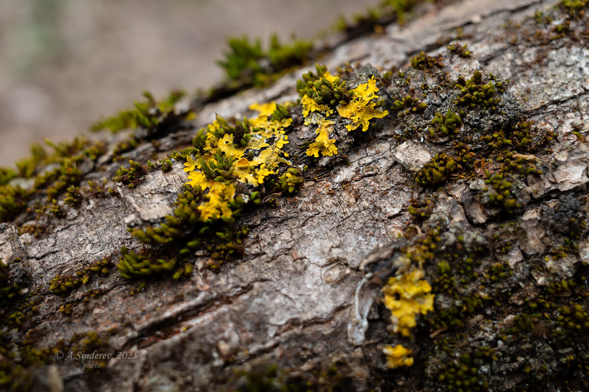 Мох на стволе - Александр Синдерёв