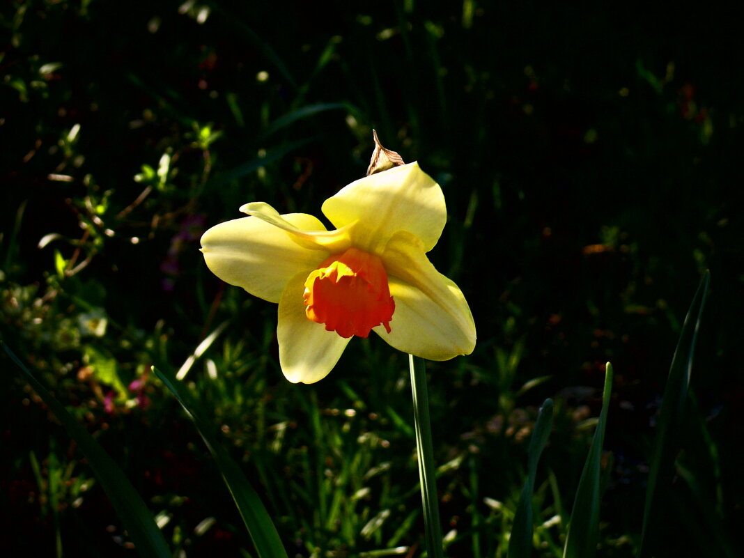 Весенние зарисовки 109 - Алексей Кузнецов