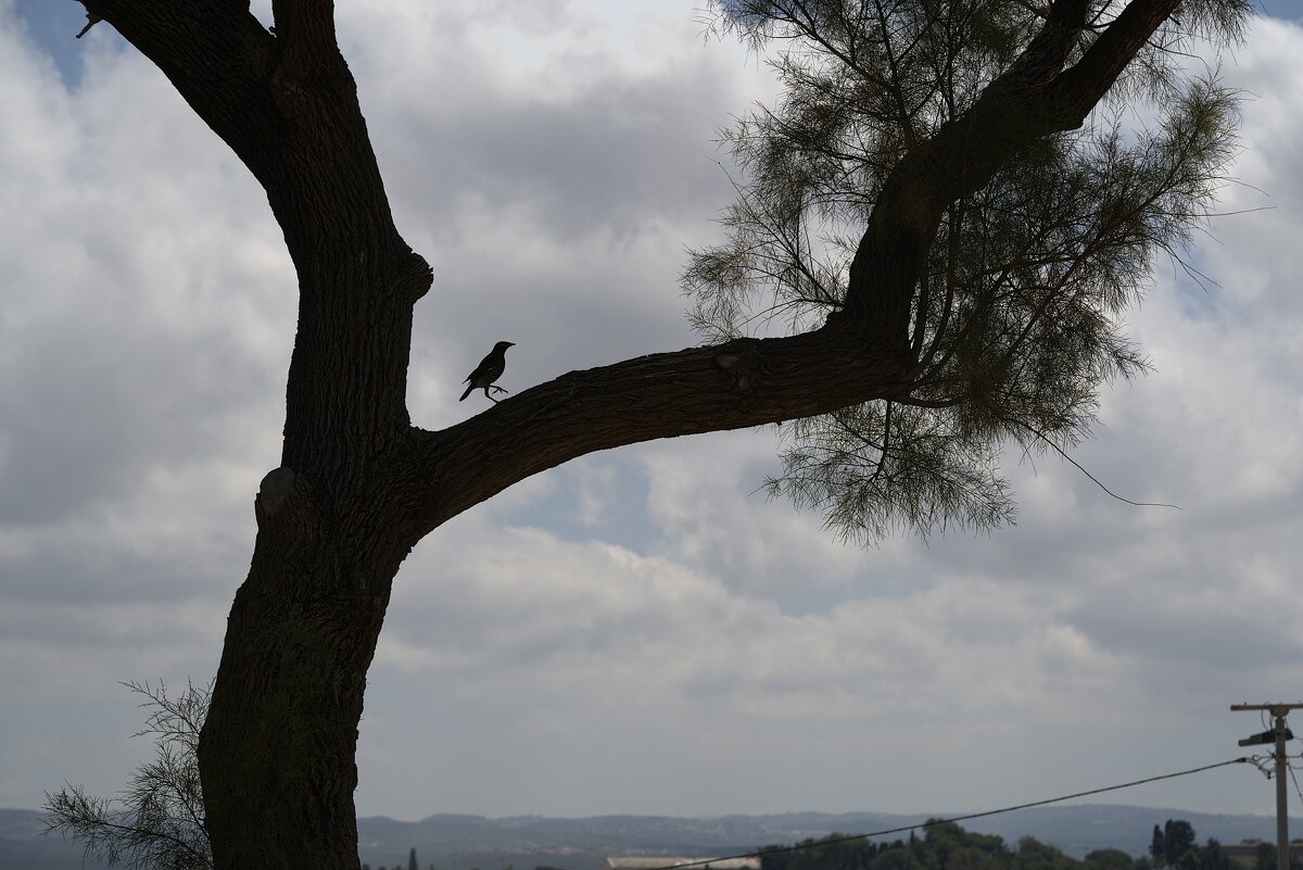 2025г  Танцующая птица - ujgcvbif 