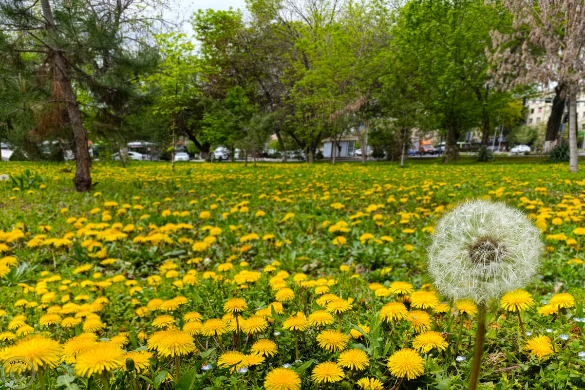 Апрельская ташкентская поляна с одуванчиками - Ольга Нагаева Апрельская ташкентская поляна с одуванчиками - Ольга Нагаева