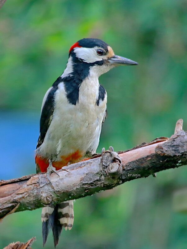 большой юный - Andrey Bragin 