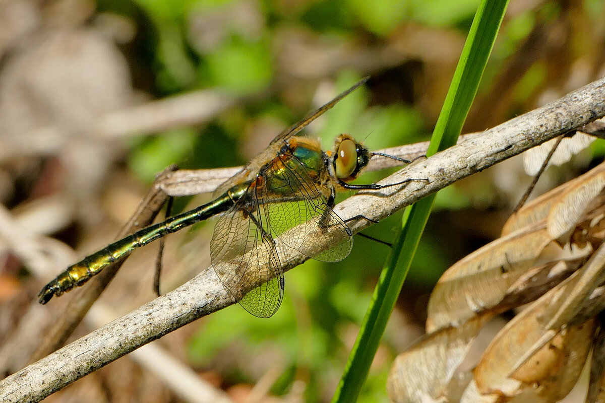 Стрекозы, снятые сегодня 1 - Александр Прокудин Стрекозы, снятые сегодня 1 - Александр Прокудин