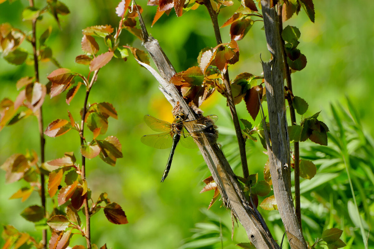 Стрекозы, снятые сегодня 3 - Александр Прокудин Стрекозы, снятые сегодня 3 - Александр Прокудин