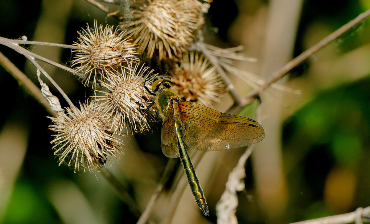 Стрекозы, снятые сегодня 5 - Александр Прокудин Стрекозы, снятые сегодня 5 - Александр Прокудин