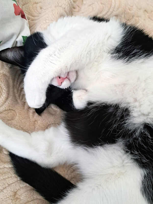 Всем спокойной ночи! - Анна Пугач