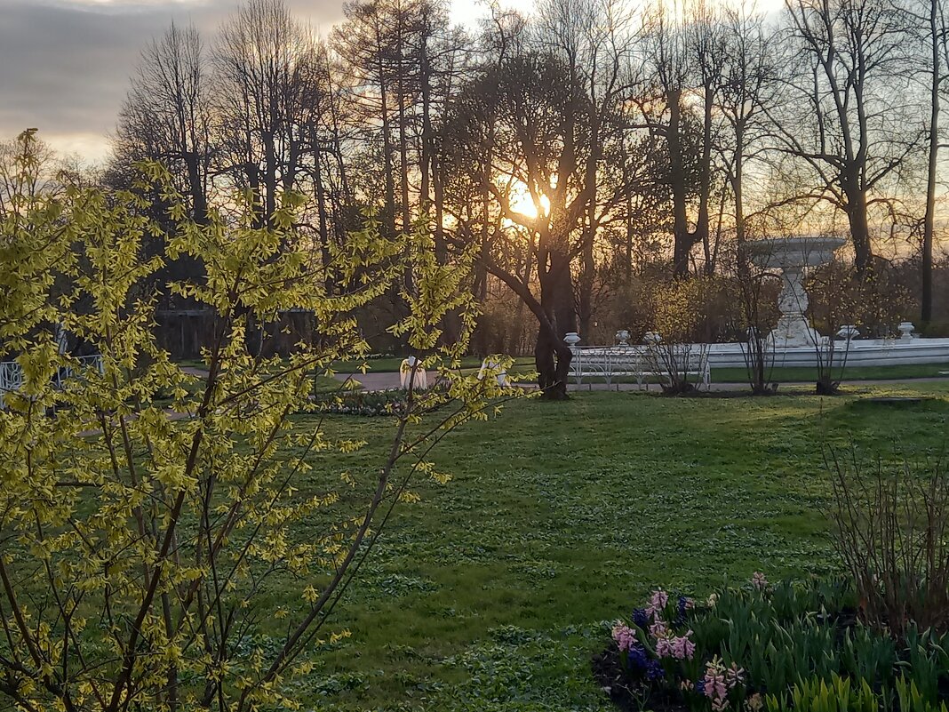 Форзиция - Сапсан 