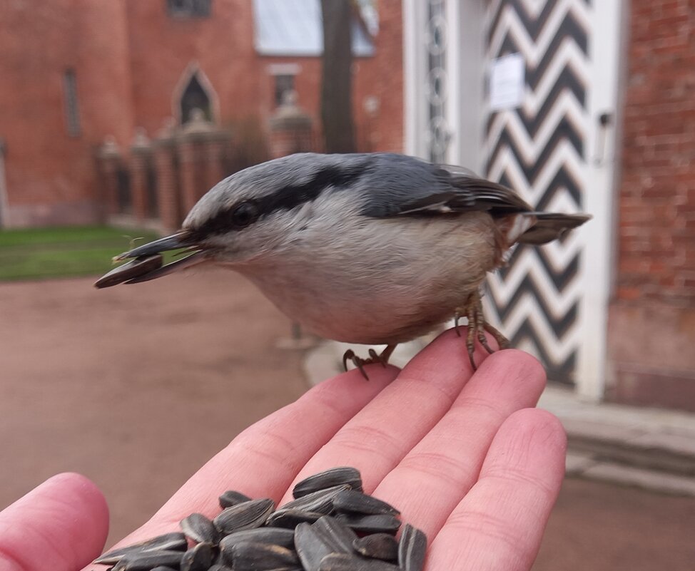 Поползень - Сапсан Поползень - Сапсан