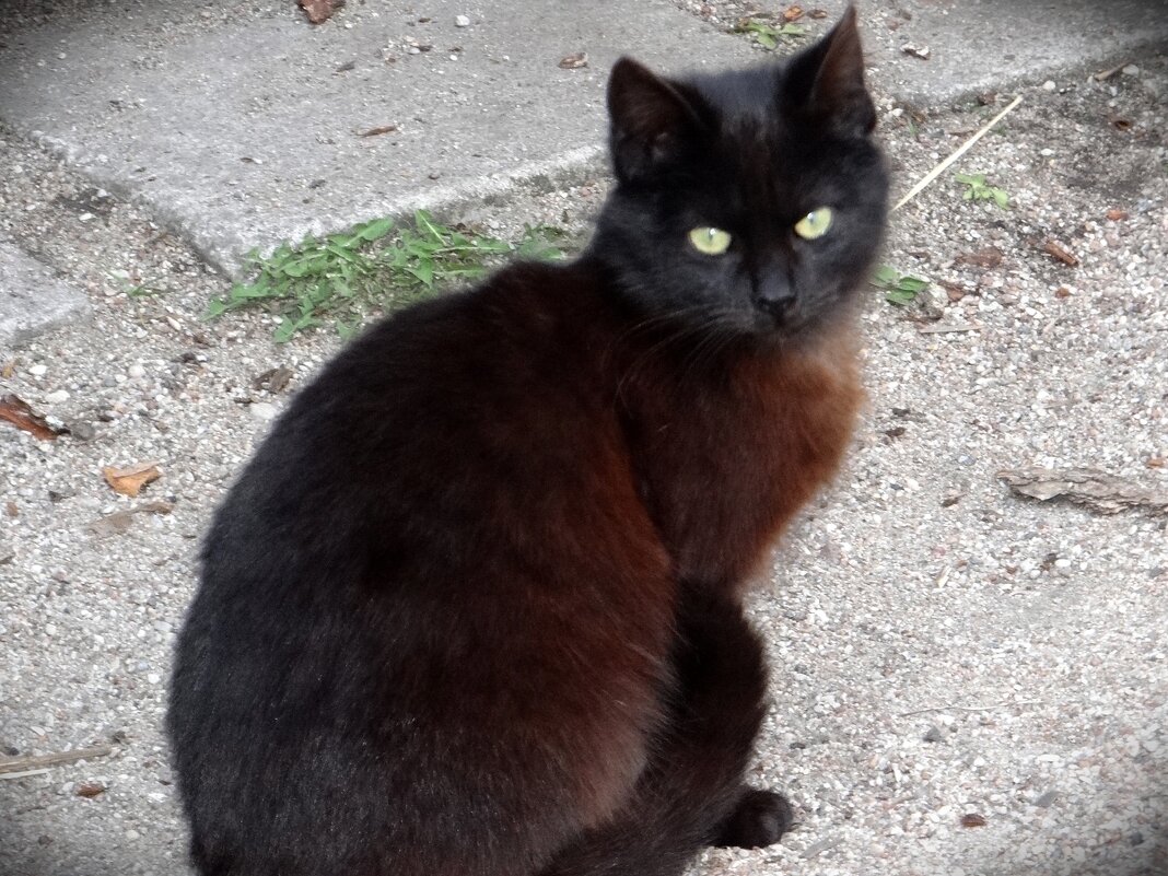 Маленький кот - Антонина Гугаева Маленький кот - Антонина Гугаева