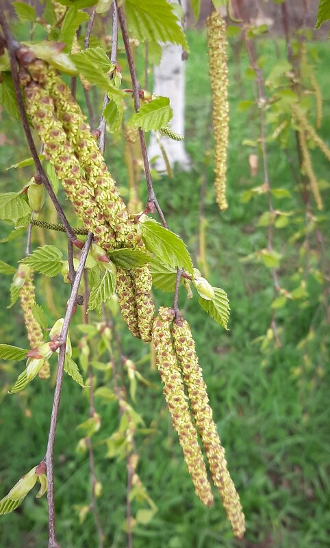 Про апрель - Наталья Герасимова Про апрель - Наталья Герасимова