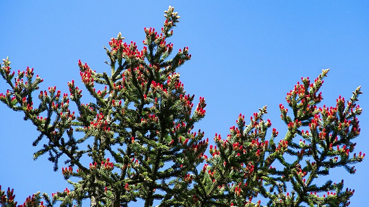 Весеннее украшение ели. - Милешкин Владимир Алексеевич 