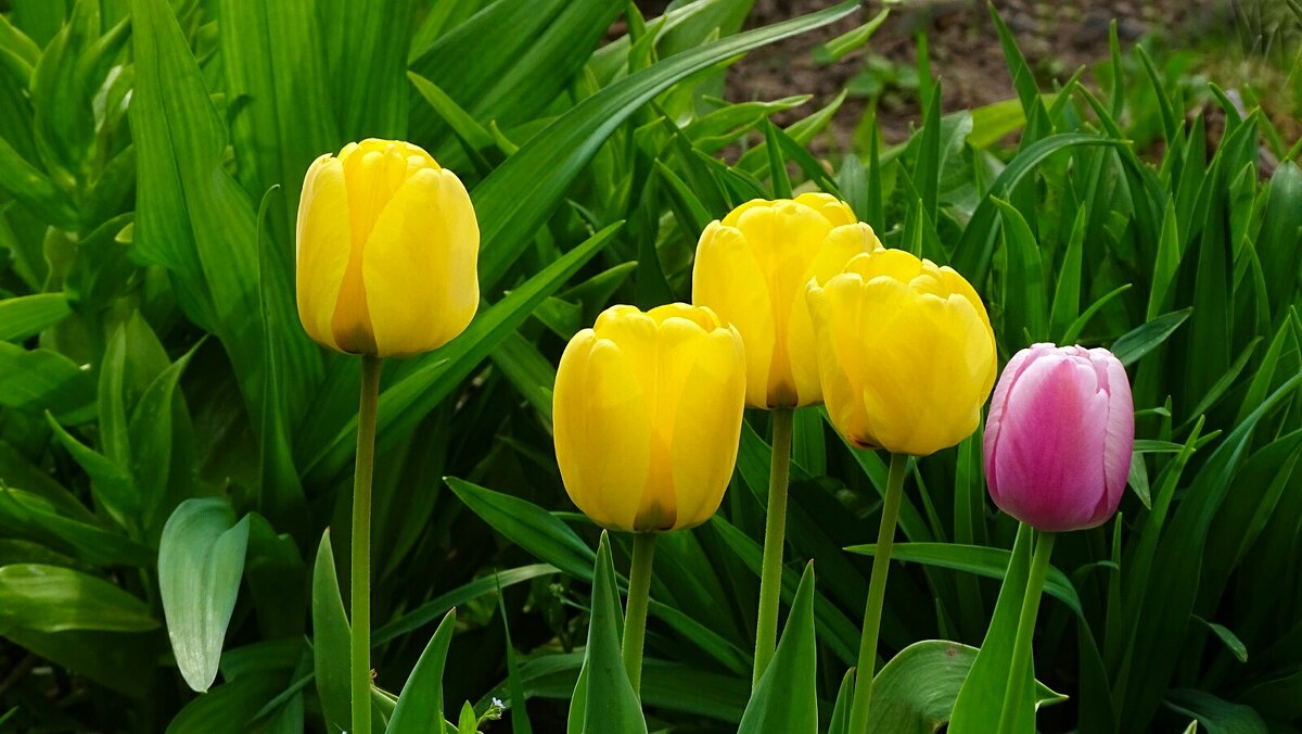 Городские цветы - Милешкин Владимир Алексеевич Городские цветы - Милешкин Владимир Алексеевич