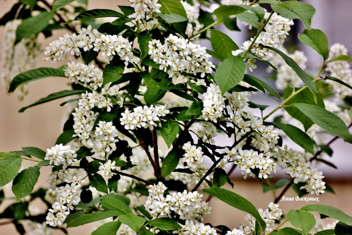 Ах черёмуха белая, сколько бед ты наделала..... - Восковых Анна Васильевна 