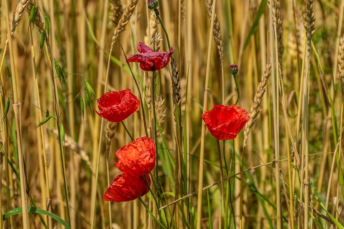 Мак - Игорь Сикорский Мак - Игорь Сикорский