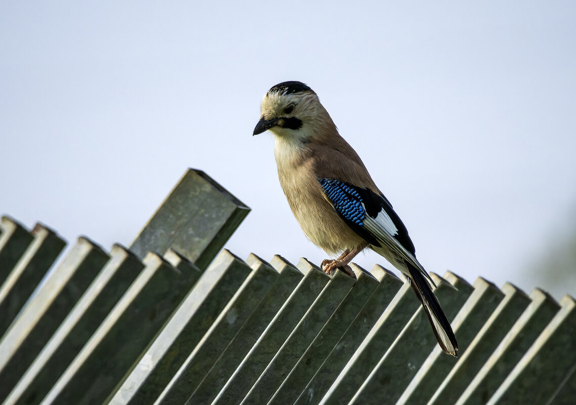 Сойка. - Alexander Amromin