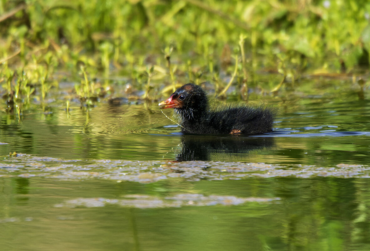 Камышница малыш. - Alexander Amromin