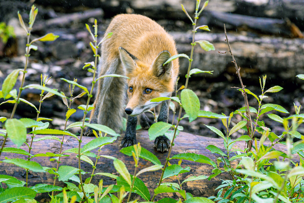 Пришла в гости - Александр Силинский Пришла в гости - Александр Силинский