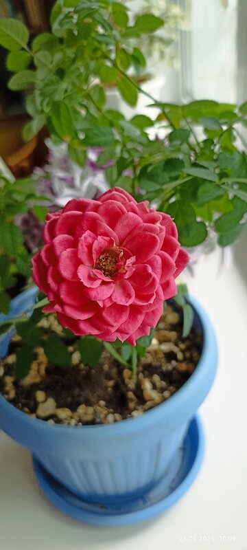 С Праздником Весны и Труда! - Alisia La DEMA