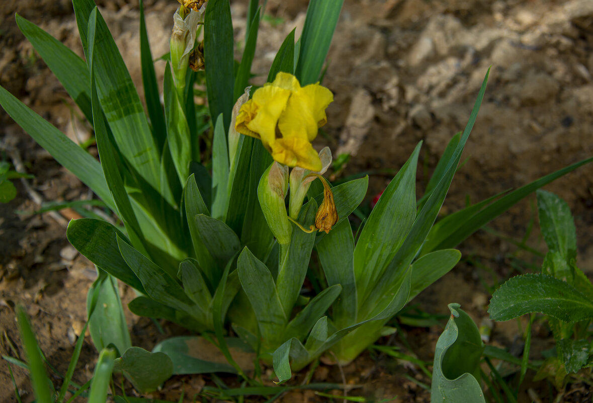 Ирис - Анатолий Чикчирный