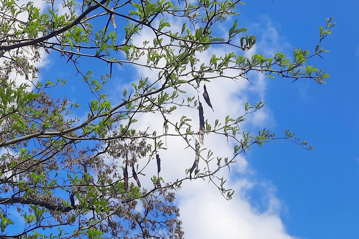 Гледичия трехколючковая - американская акация-медонос - Сеня Белгородский