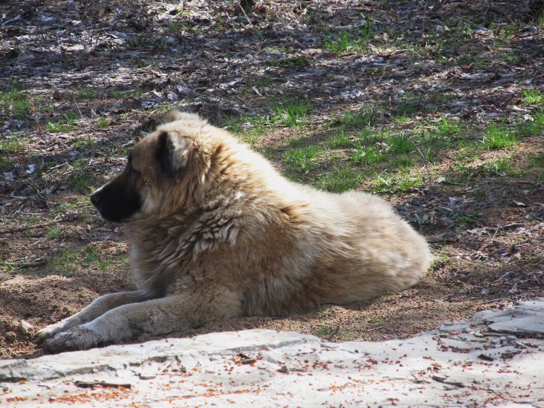 дворняга - Елена Шаламова