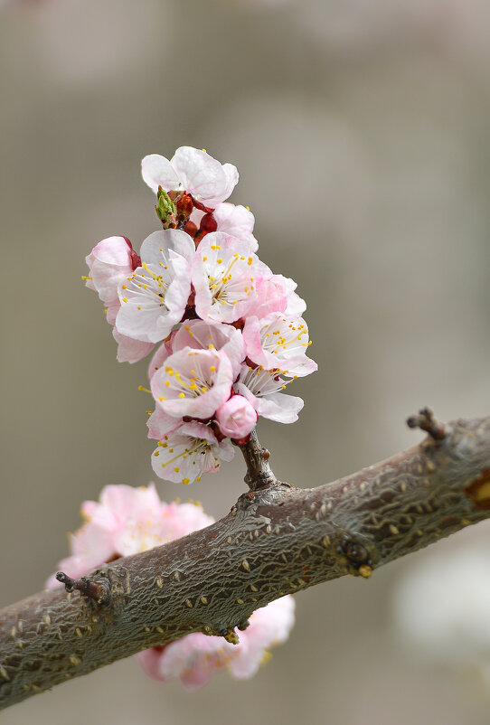 Из серии, весенние цветы ... - Maxxx© Из серии, весенние цветы ... - Maxxx©