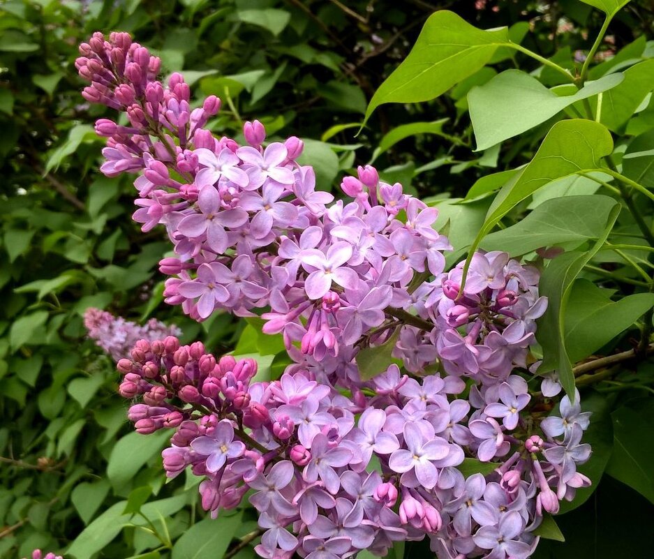 С ПЕРВОМАЕМ! - Елена Семигина С ПЕРВОМАЕМ! - Елена Семигина