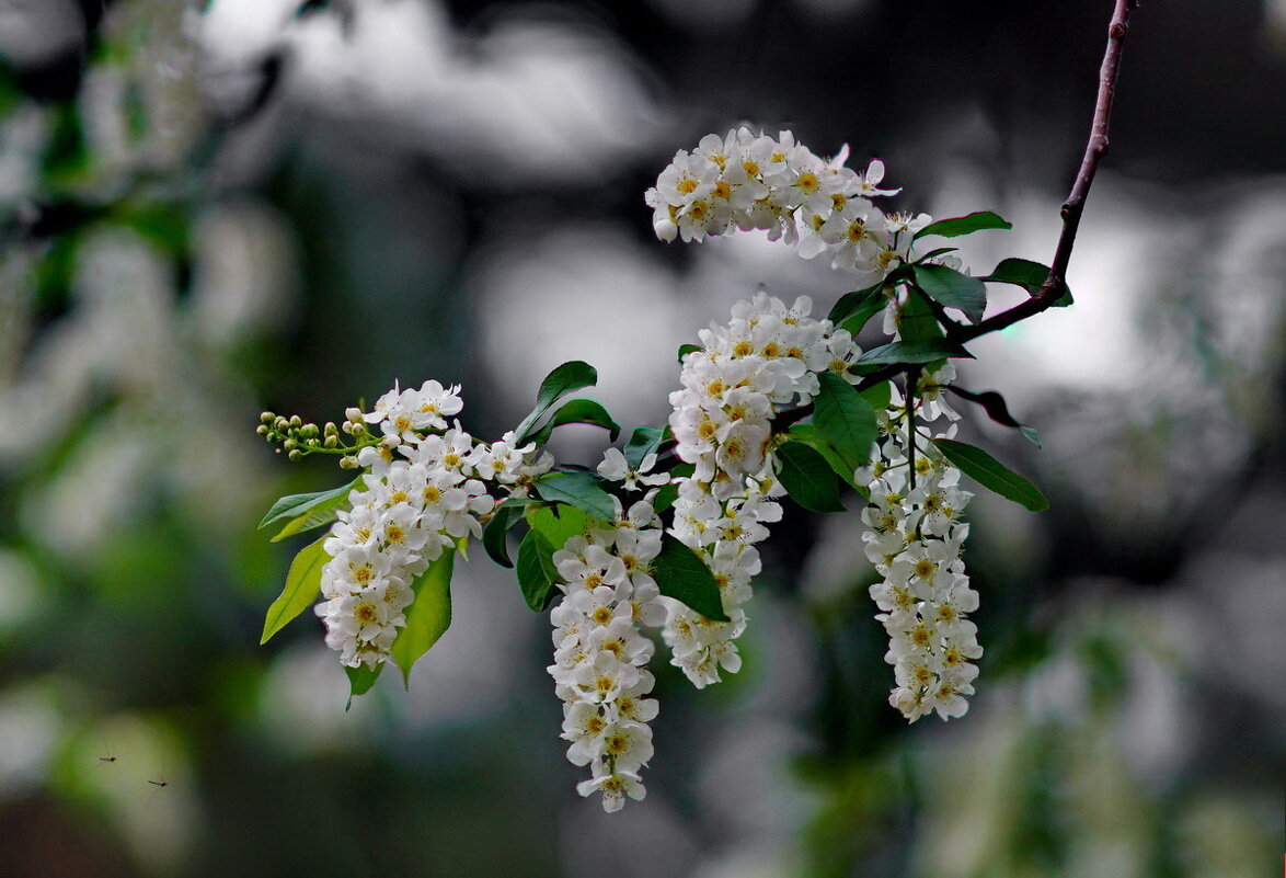 Цветение... - Николай Саржанов