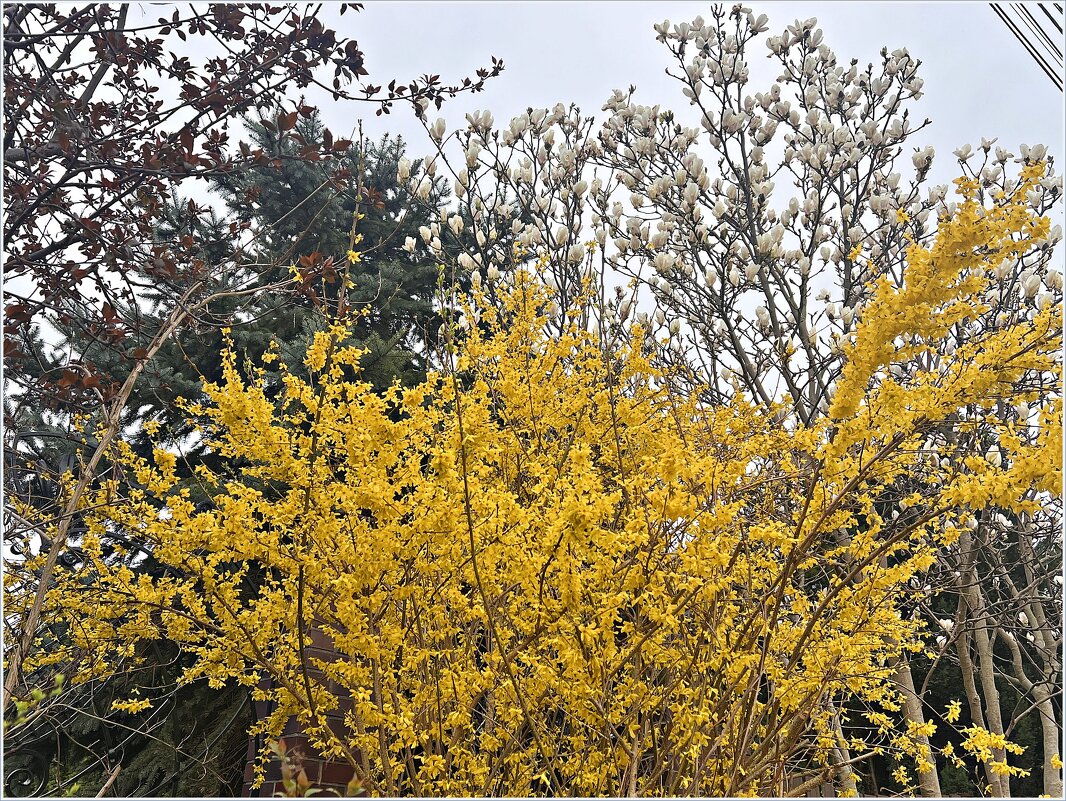 Форзиция и магнолия. - Валерия Комова Форзиция и магнолия. - Валерия Комова