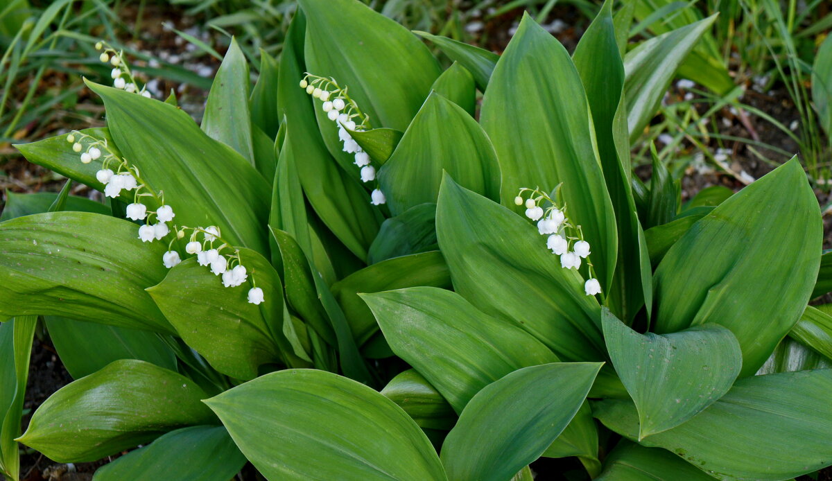 Светлого мая привет. - сергей ермошкин Светлого мая привет. - сергей ермошкин