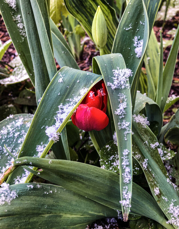 Дыхание Зимы - Александр Ковальчук