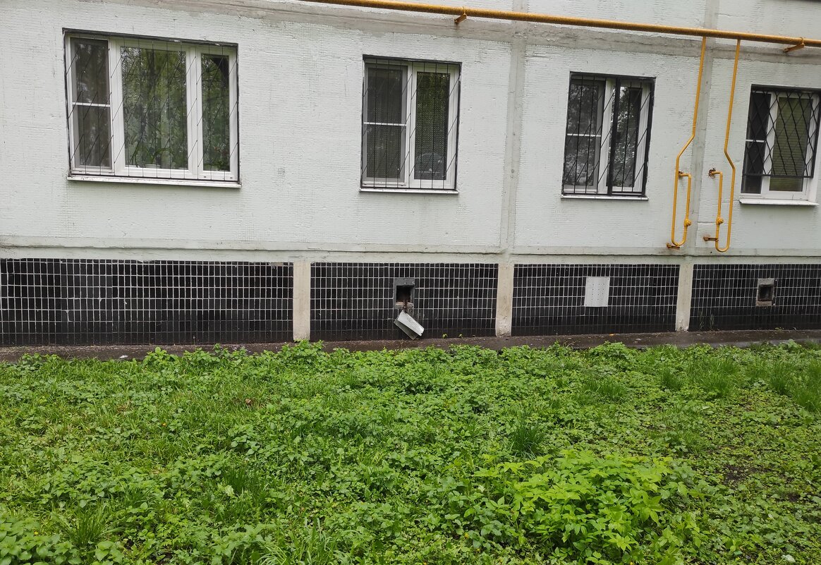 Гуляющая часть кота - Игорь Ч. Гуляющая часть кота - Игорь Ч.