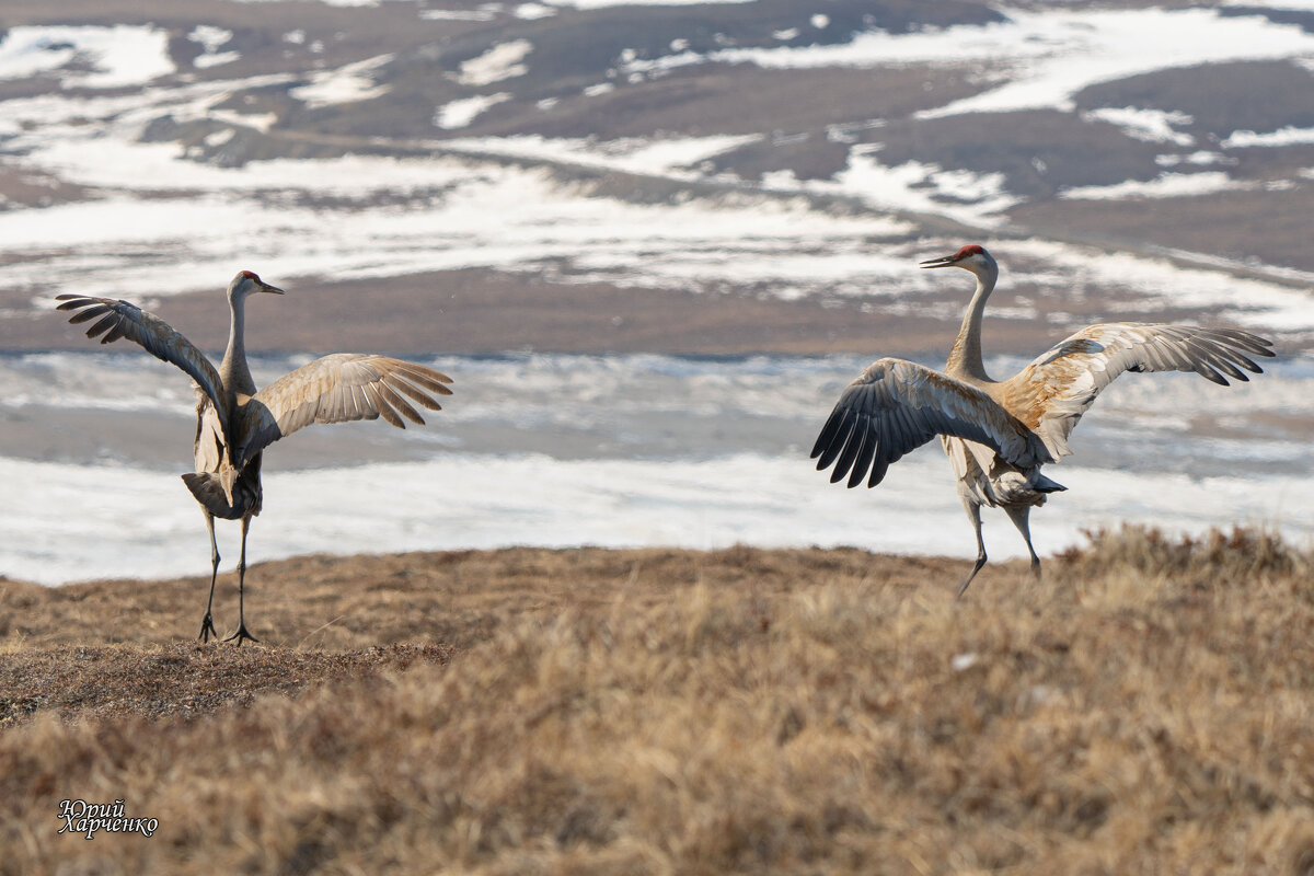 Канадский журавль. - Юрий Харченко