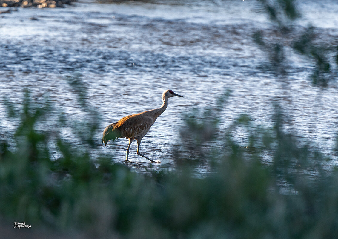 Канадский журавль. - Юрий Харченко Канадский журавль. - Юрий Харченко