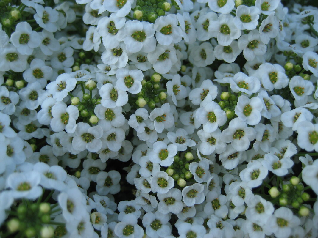 Алиссум - Anna Ivanova Алиссум - Anna Ivanova