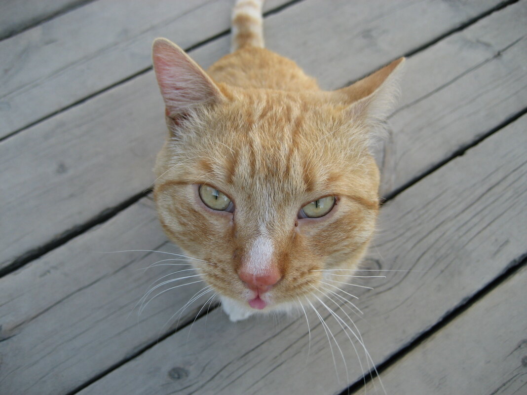 Дворовый кот - Anna Ivanova Дворовый кот - Anna Ivanova