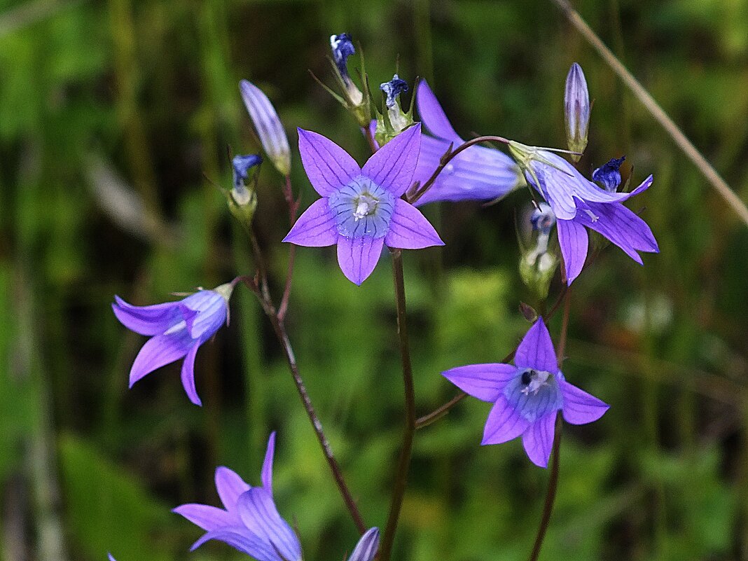 ** - Зоя Мишина ** - Зоя Мишина